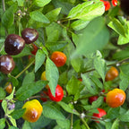 Filius Blue Pepper Seeds: Colorful Hot Peppers (20+ Seeds)