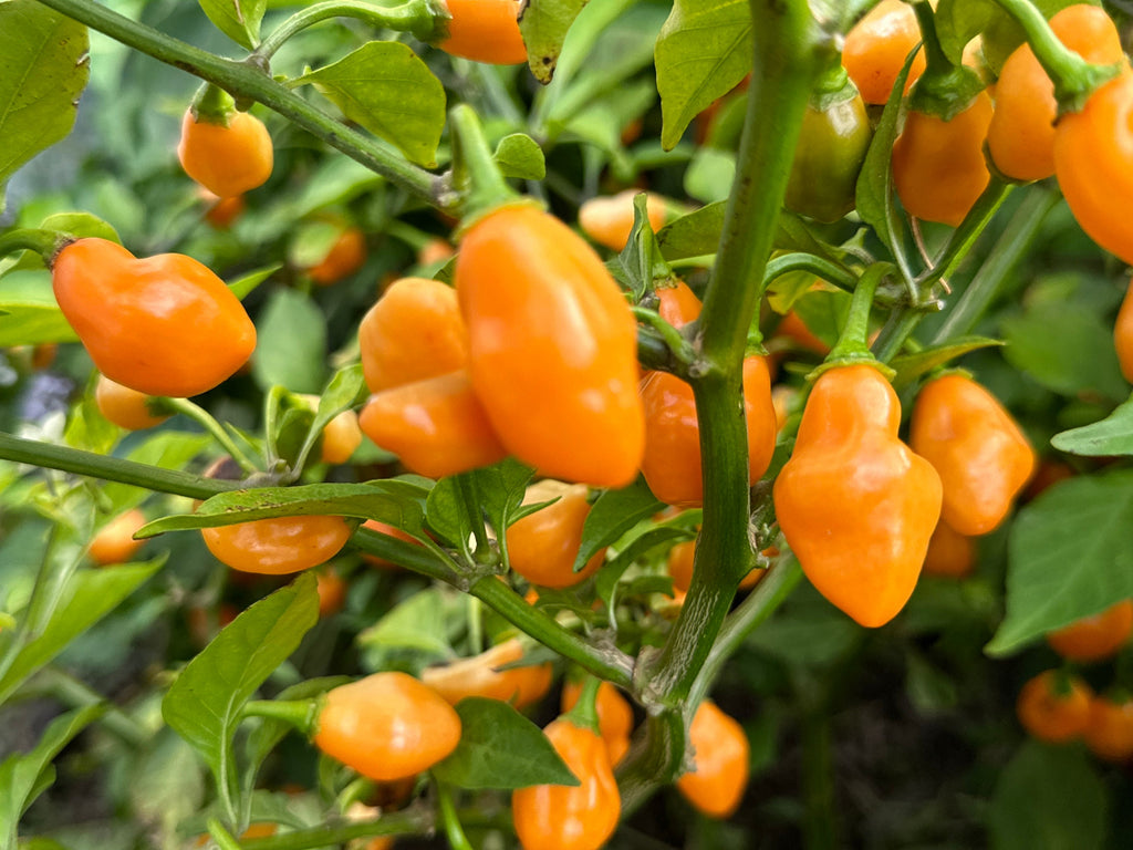 Mystery Pepper Seed Pack -Mike's Pick - 20+ Pepper Seeds