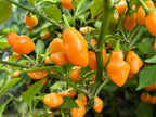 Mystery Pepper Seed Pack -Mike's Pick - 20+ Pepper Seeds