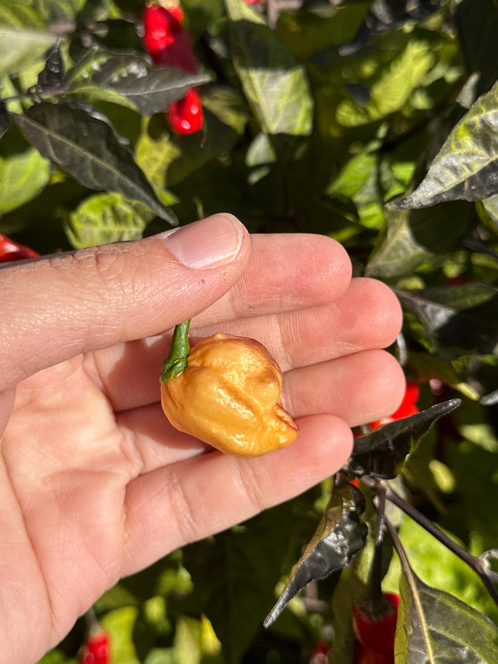 JPGS x GYPOB (Cream) F5 Pepper Seeds -  Jays Peach Ghost Scorpion x Ghost Yaki Purple Orange Big 20+ Super Hot Pepper Seeds