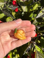 JPGS x GYPOB (Cream) F5 Pepper Seeds -  Jays Peach Ghost Scorpion x Ghost Yaki Purple Orange Big 20+ Super Hot Pepper Seeds