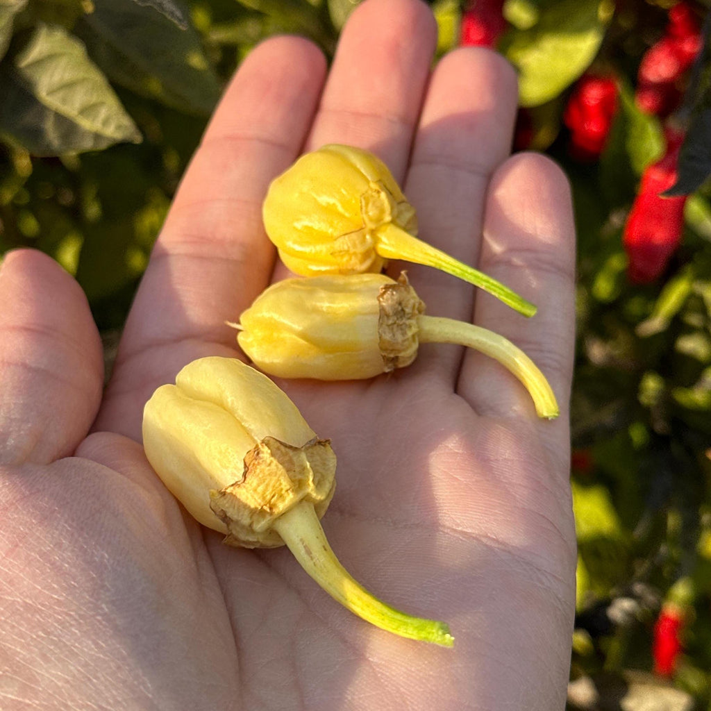 White 7 Pot Bubblegum Pepper Seeds -   20+ Hot Pepper Seeds