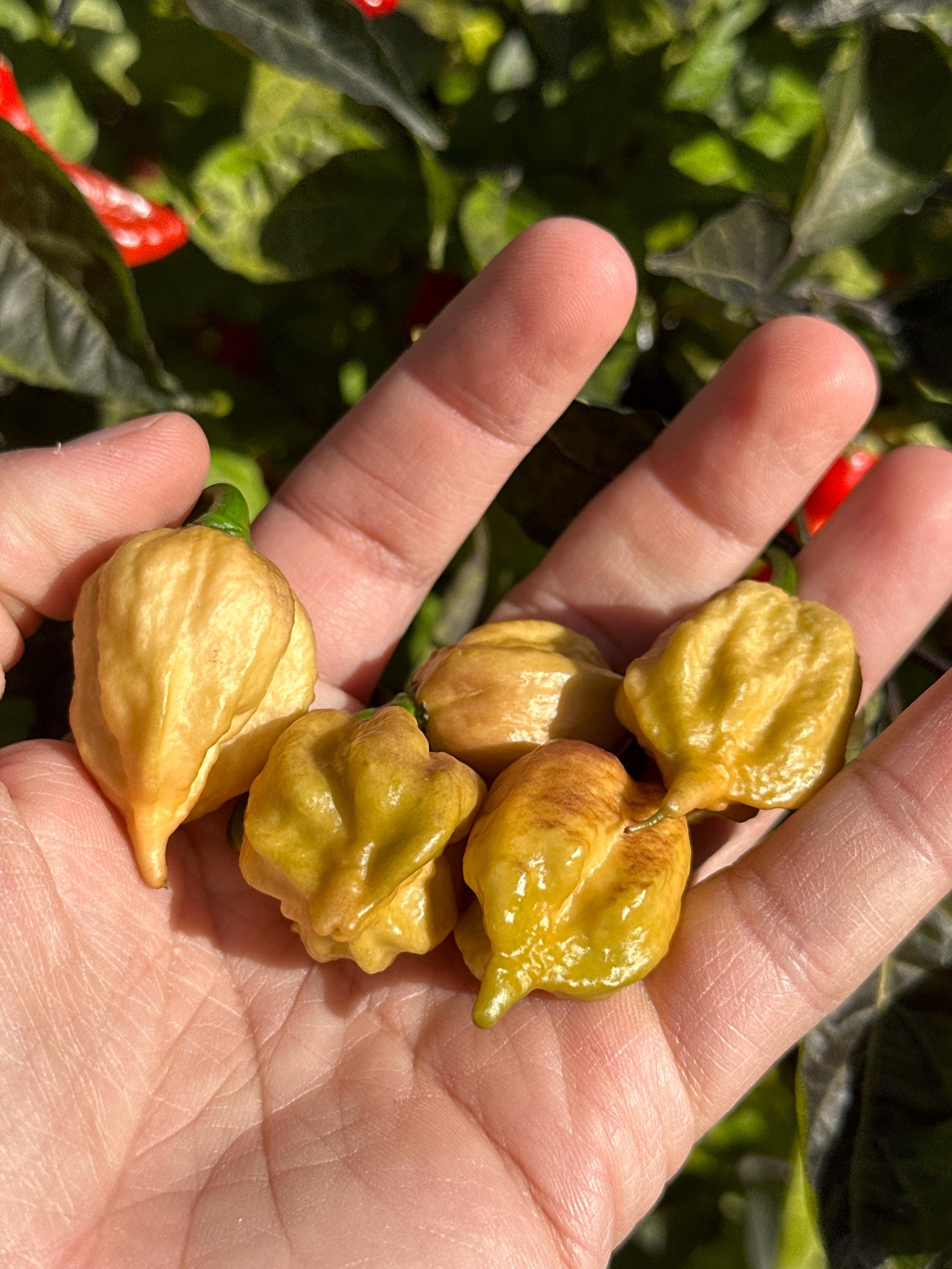 JPGS x GYPOB (Cream) F5 Pepper Seeds -  Jays Peach Ghost Scorpion x Ghost Yaki Purple Orange Big 20+ Super Hot Pepper Seeds