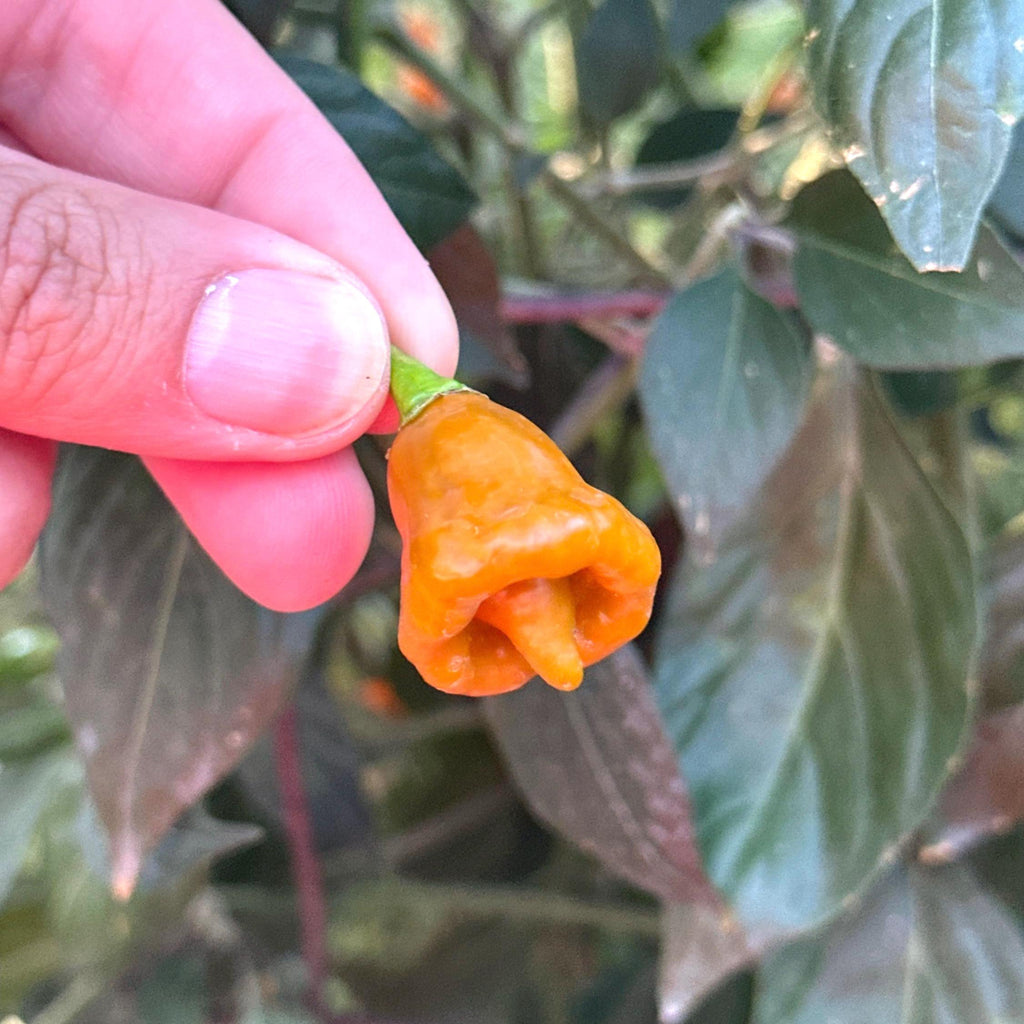 Pointed Mustard Habanero Pepper Seeds -   20+ Hot Pepper Seeds