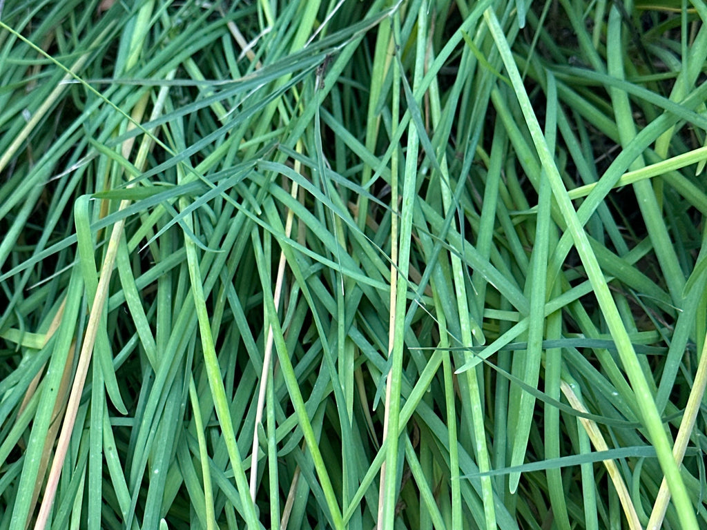 Garlic Chive Seeds: Open Pollinated, Attracts Bees (100+ Seeds)