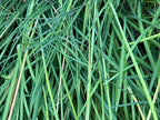 Garlic Chive Seeds: Open Pollinated, Attracts Bees (100+ Seeds)