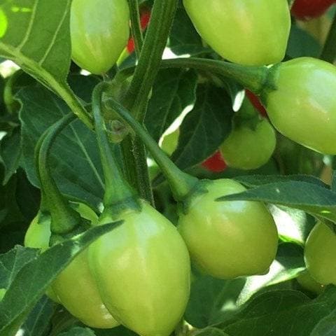 Aji Charapita Cross Red Pepper Seeds  -  20+ Hot Pepper Seeds