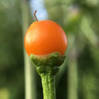 Tree Habanero Pepper Seeds - 20+ Hot, Open Pollinated Seeds