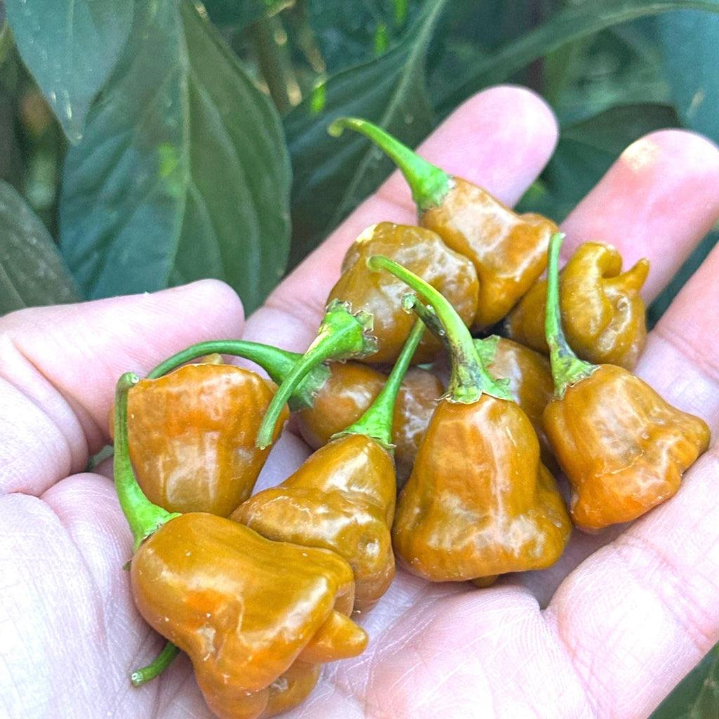 Pointed Mustard Habanero Pepper Seeds -   20+ Hot Pepper Seeds