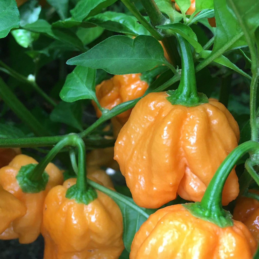 7 - Pack Pepper Seed Combo Deal - 140+ Pepper Seeds