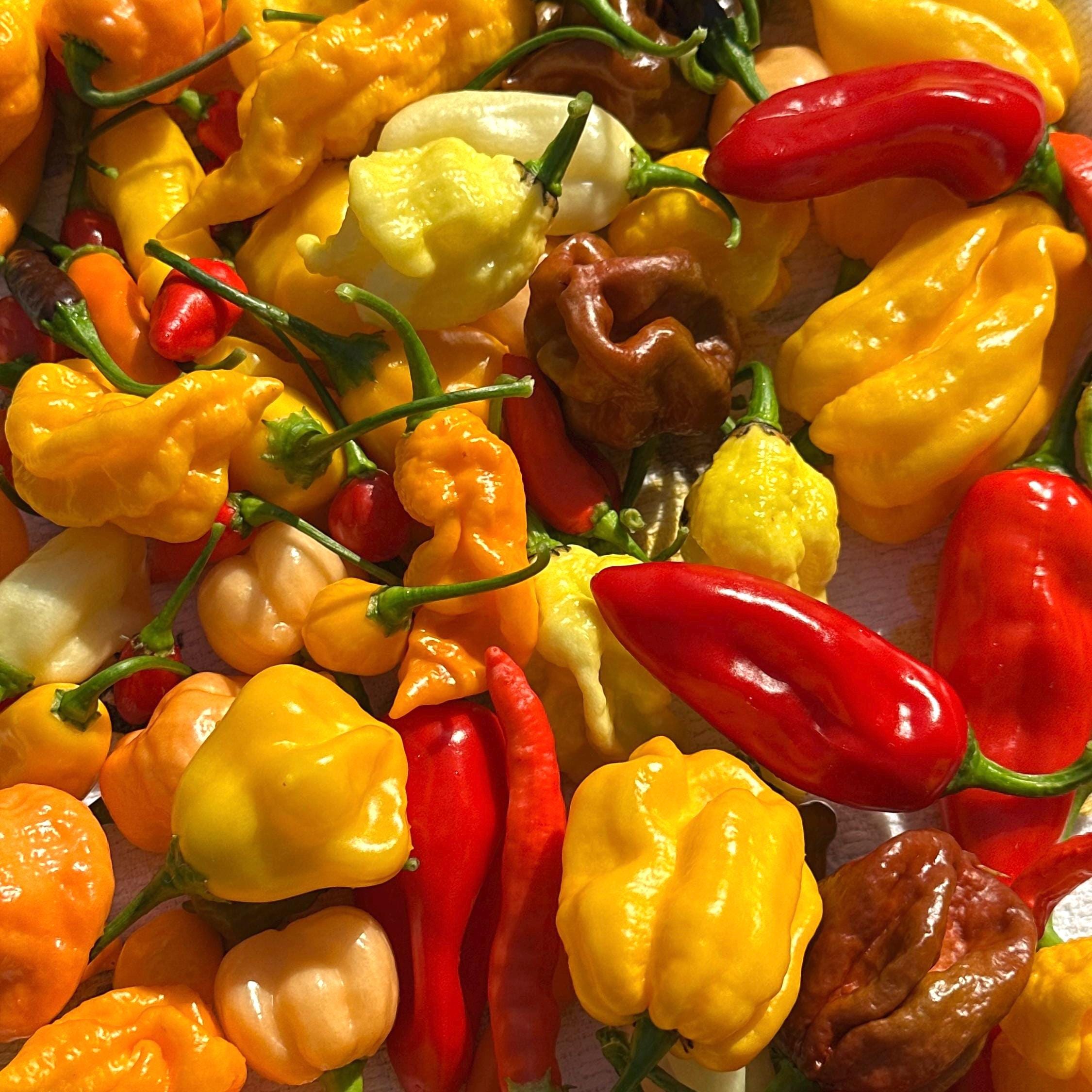 Mixed Rare Pepper Seed Variety Pack Unlabeled Seeds   -  40+ Pepper Seeds