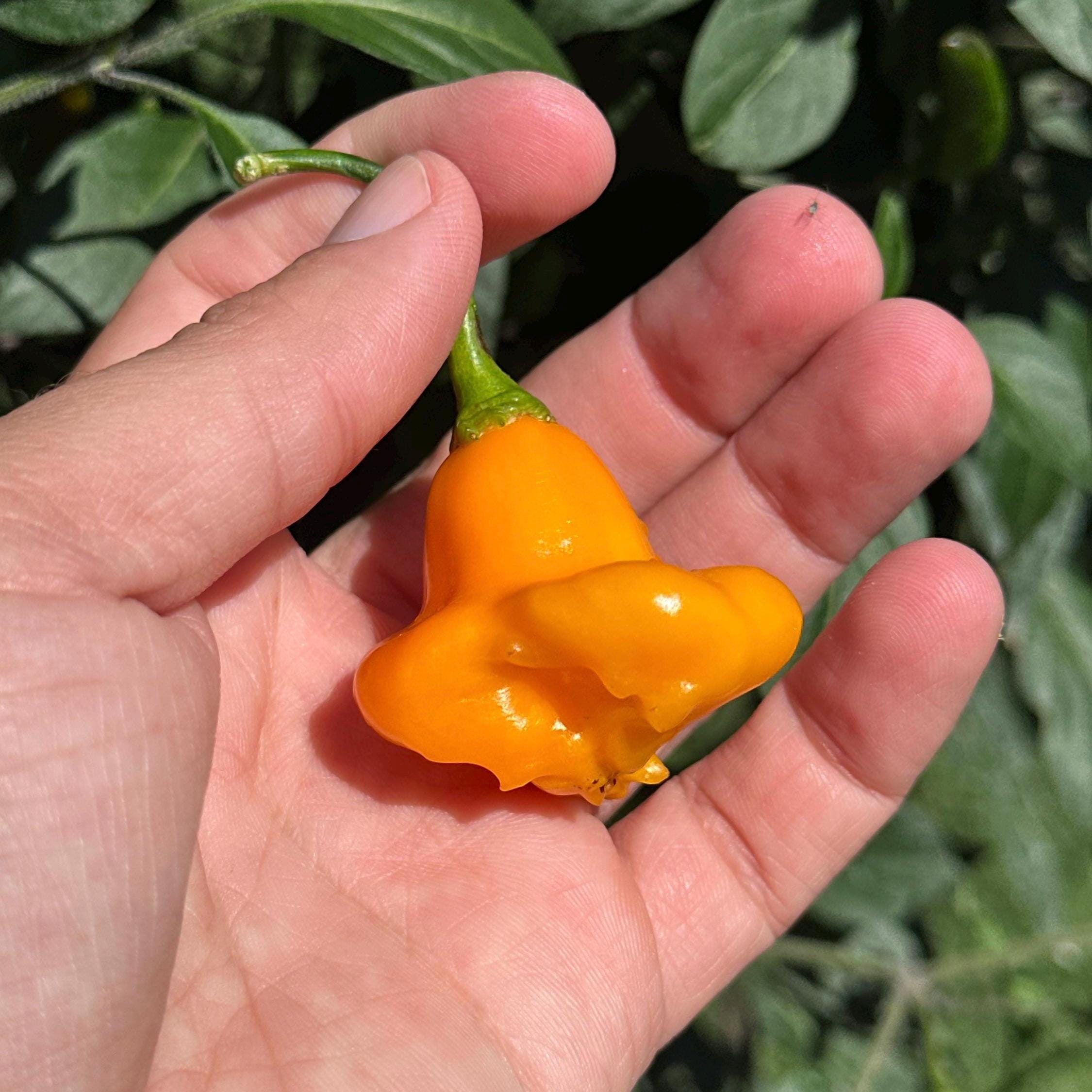 Aji Fantasy Orange -   20+ Pepper Seeds