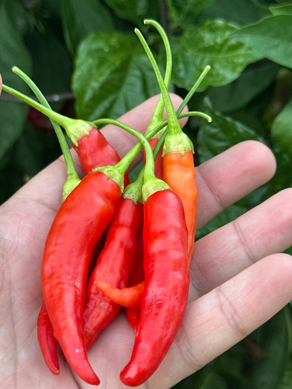 Big Inca Red Drop pepper Seeds -   20+ Pepper Seeds