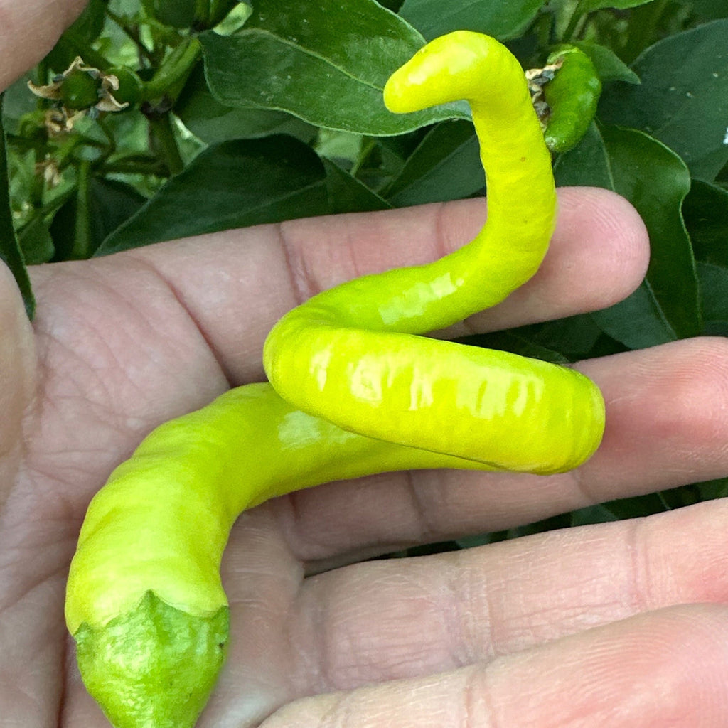 Corbaci Pepper Seeds – Turkish Sword, Sweet & Crunchy (20+ Seeds)