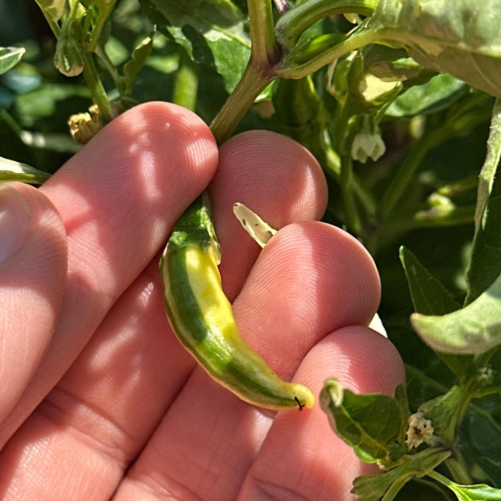Variegated Chocolate  Space Chili Afterglow  Pepper Seeds -   20+ Pepper Seeds