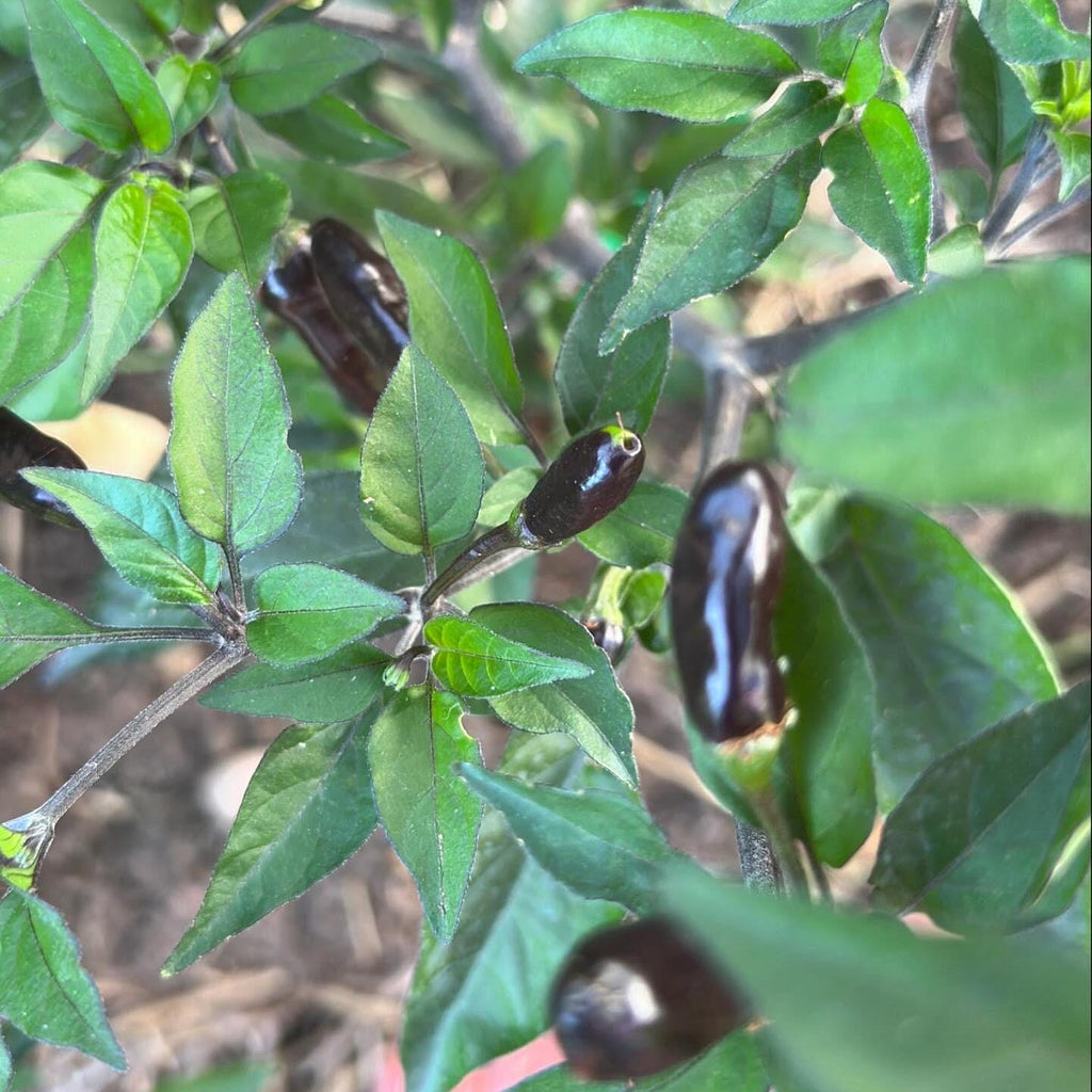 Pequin Purple Cross F2 Pepper Seeds – Hot, Open Pollinated (20+ Seeds)
