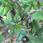 Pequin Purple Cross F2 Pepper Seeds – Hot, Open Pollinated (20+ Seeds)
