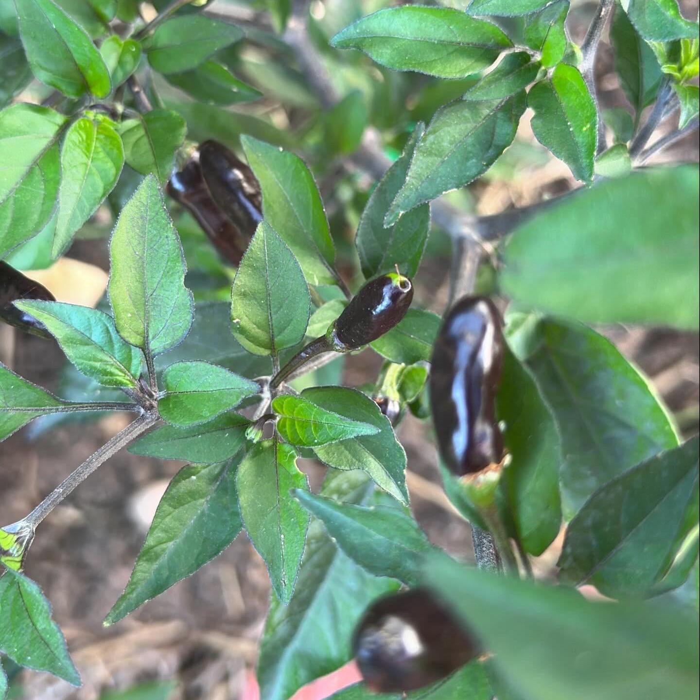 Pequin Purple Cross F2 Pepper Seeds – Hot, Open Pollinated (20+ Seeds)