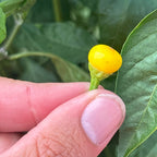 Aji Charapita XL Yellow Pepper Seeds  -  20+ Hot Pepper Seeds