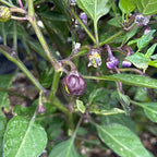 Variegated Filius Blue Pepper Seeds: Colorful Hot Peppers (20+ Seeds)