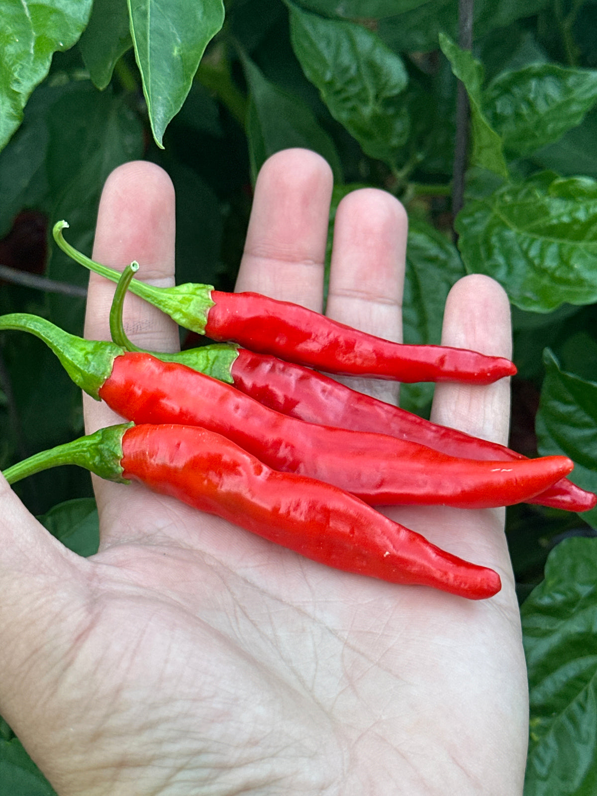 Mike's Mystery Red Pepper Seeds - Hot & Spicy (20+ Seeds)