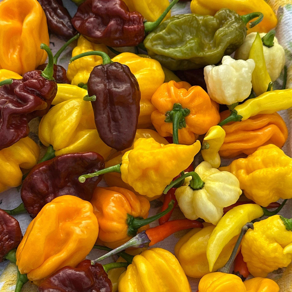 Hot Pepper Powder - 1 Ounce - Very Hot Pepper Spices, Cooking Spices