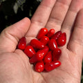 Purple Texas Rice Cross F2 Pepper Seeds – Hot Sauce Variety (20+ Seeds)
