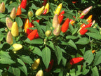 Mystery Pepper Seed Pack -Mike's Pick - 20+ Pepper Seeds