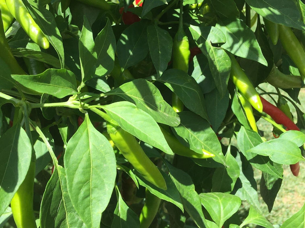 Fat Cayenne PepperSeeds -   20+ Hot Pepper Seeds