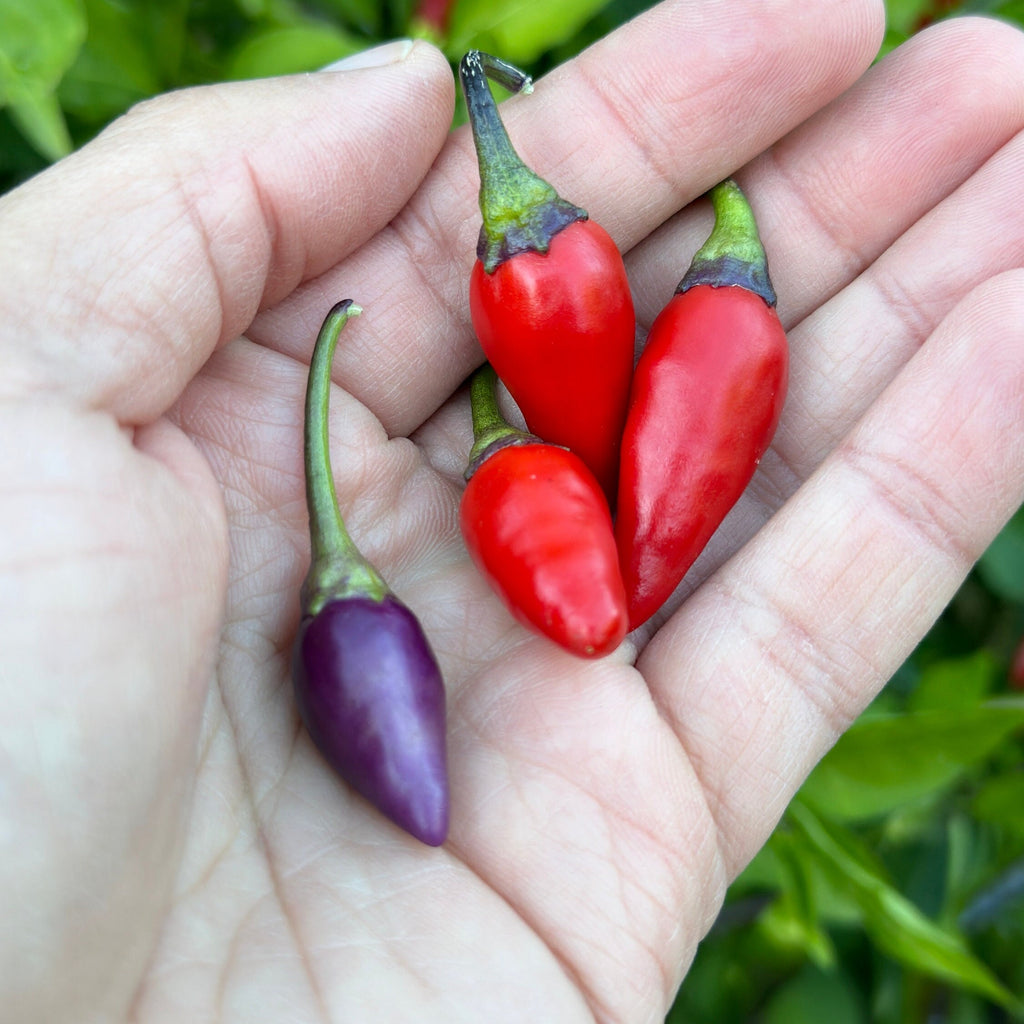 Purple NN Pepper Seeds: Colorful Peppers (20+ Seeds)