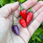 Purple NN Pepper Seeds: Colorful Peppers (20+ Seeds)
