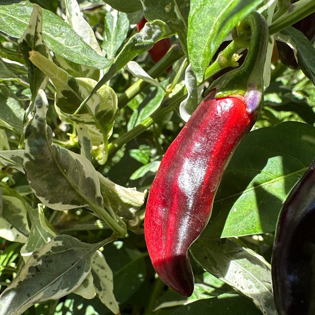 Purple Cacho White Leaf Pepper Seeds -   20+ Pepper Seeds
