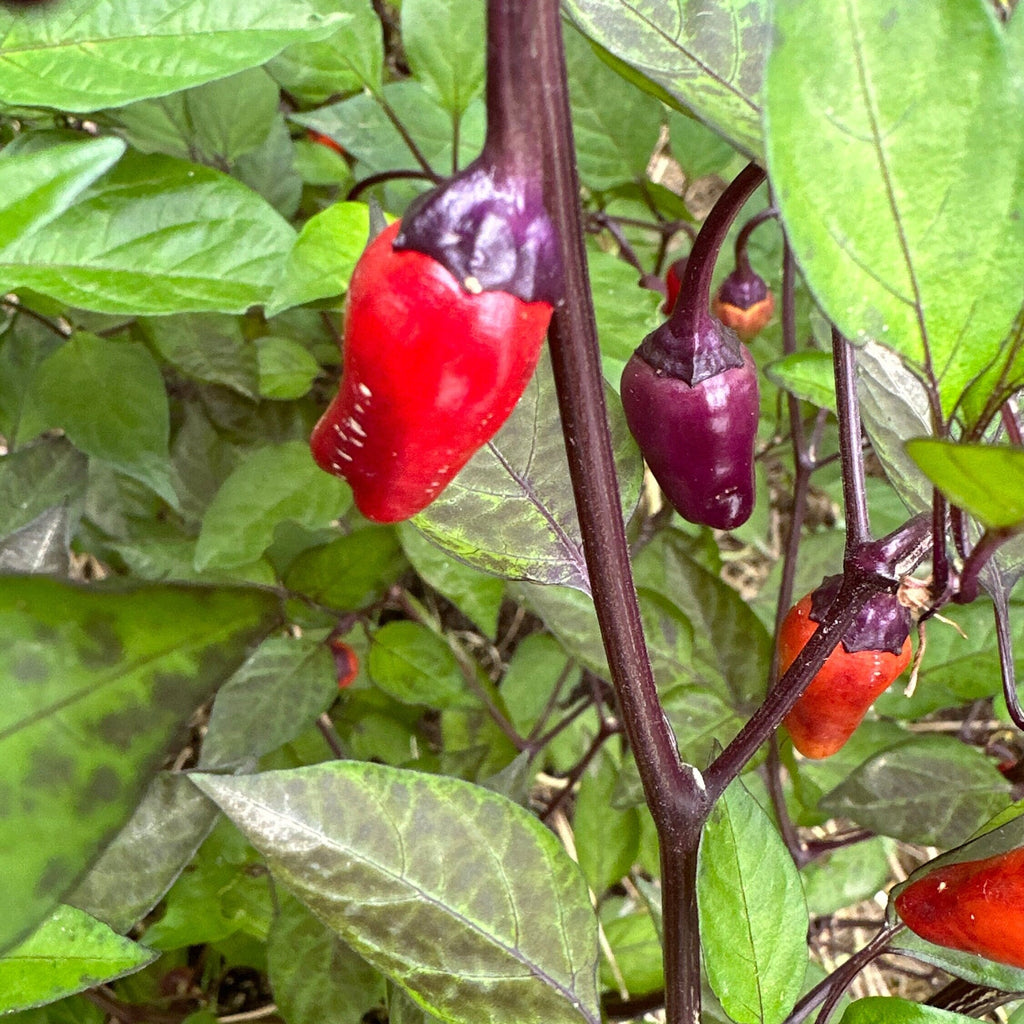 Black Tongue Scorpion Pepper -   20+ Pepper Seeds