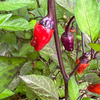 Black Tongue Scorpion Pepper -   20+ Pepper Seeds