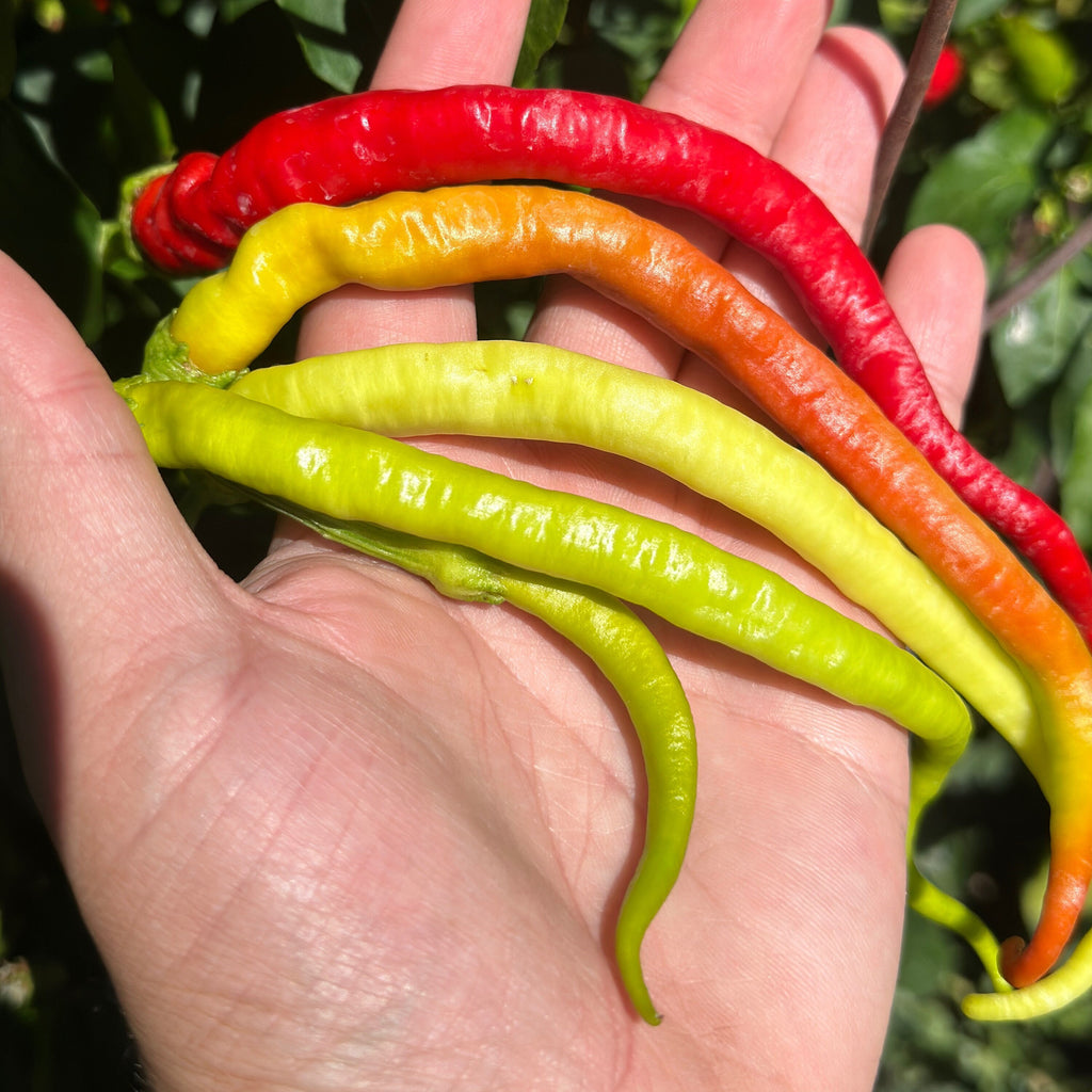 Corbaci Pepper Seeds – Turkish Sword, Sweet & Crunchy (20+ Seeds)