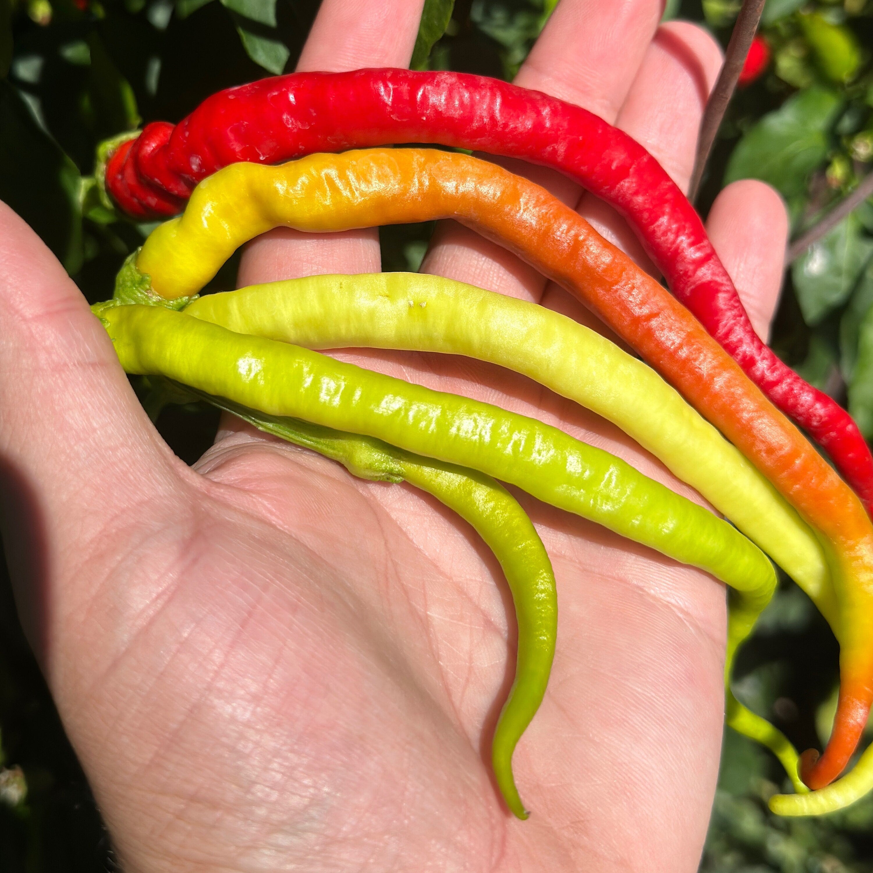 Corbaci Pepper Seeds – Turkish Sword, Sweet & Crunchy (20+ Seeds)