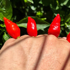 Biquinho X F3 Pepper Seeds: Hot & Fruity (20+ Seeds)
