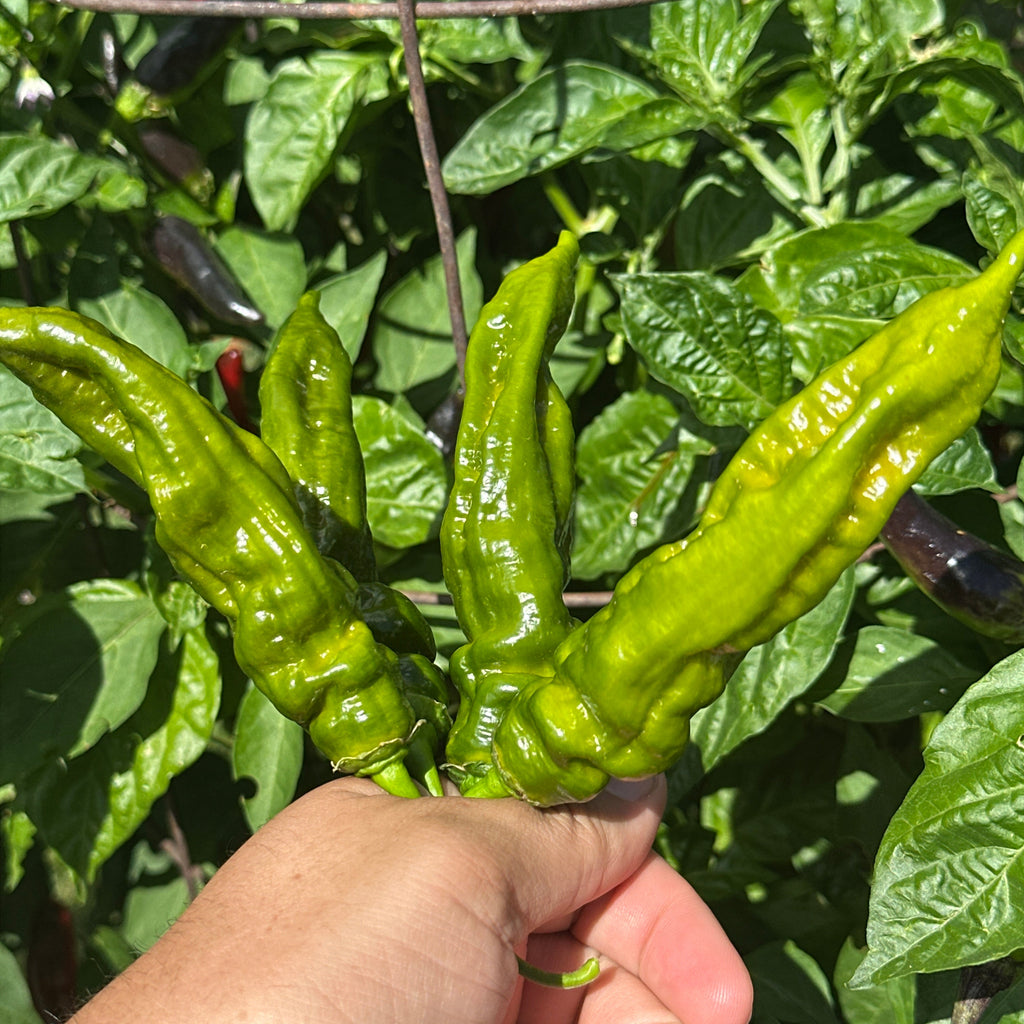 A hand holding a cluster of large, wrinkled green peppers  with lush green leaves in a garden.