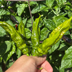 A hand holding a cluster of large, wrinkled green peppers  with lush green leaves in a garden.