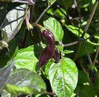 WHP 36 Red F3 Pepper Seeds -   20+ Hot Pepper Seeds