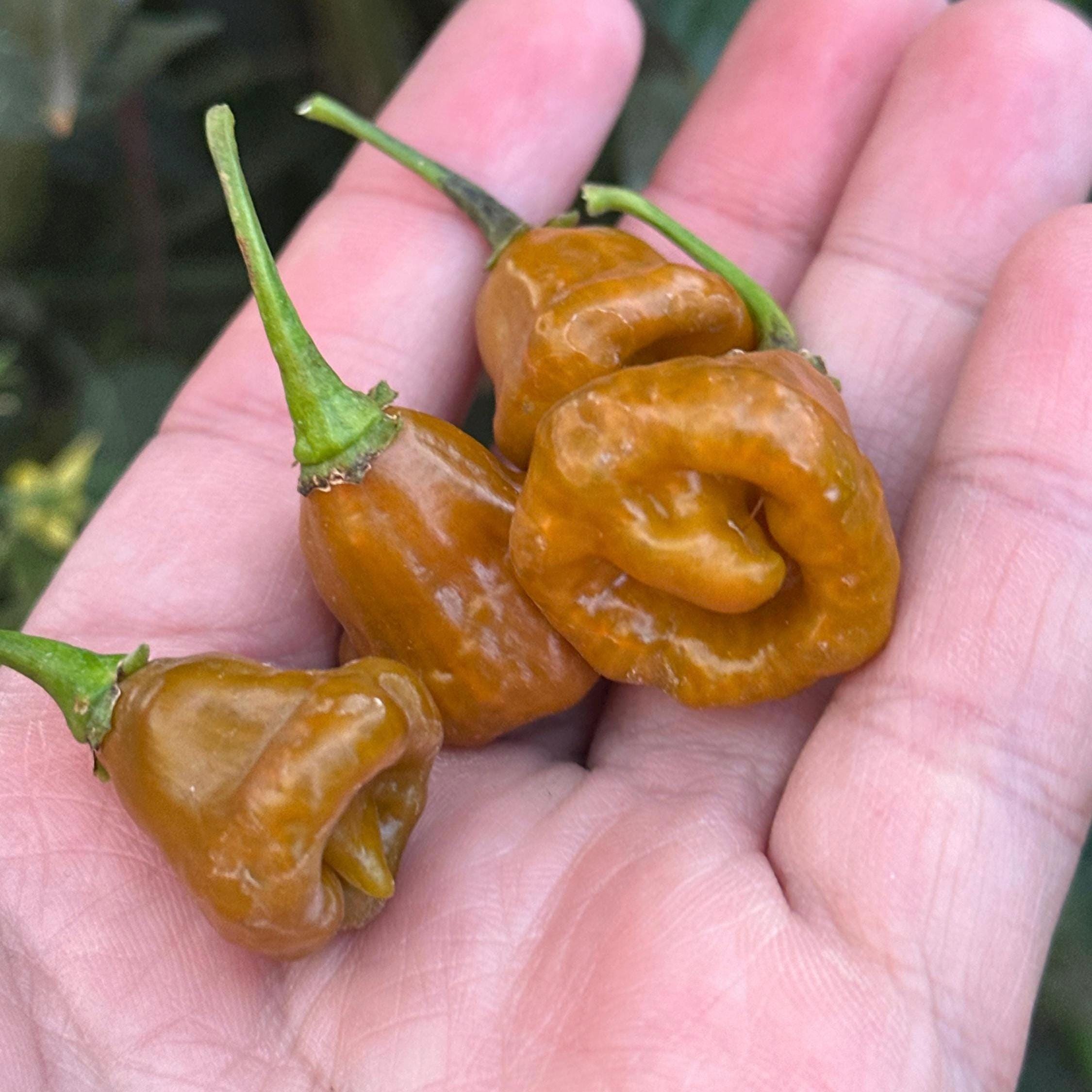 Habanero Pepper Seeds - Hot & Fruity Varieties | Mike's Pepper Seeds