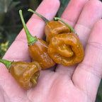 Pointed Mustard Habanero Pepper Seeds -   20+ Hot Pepper Seeds