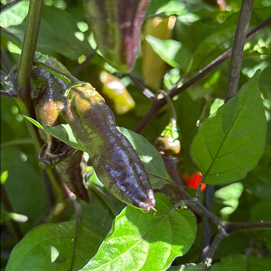 WHP 36 Red F3 Pepper Seeds -   20+ Hot Pepper Seeds