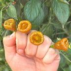 Pointed Mustard Habanero Pepper Seeds -   20+ Hot Pepper Seeds