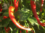 Long Cayenne Pepper Seeds - Hot & Spicy (20+ Seeds)