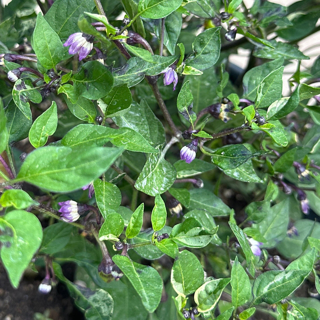 Variegated Filius Blue Pepper Seeds: Colorful Hot Peppers (20+ Seeds)