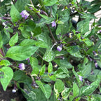 Variegated Filius Blue Pepper Seeds: Colorful Hot Peppers (20+ Seeds)