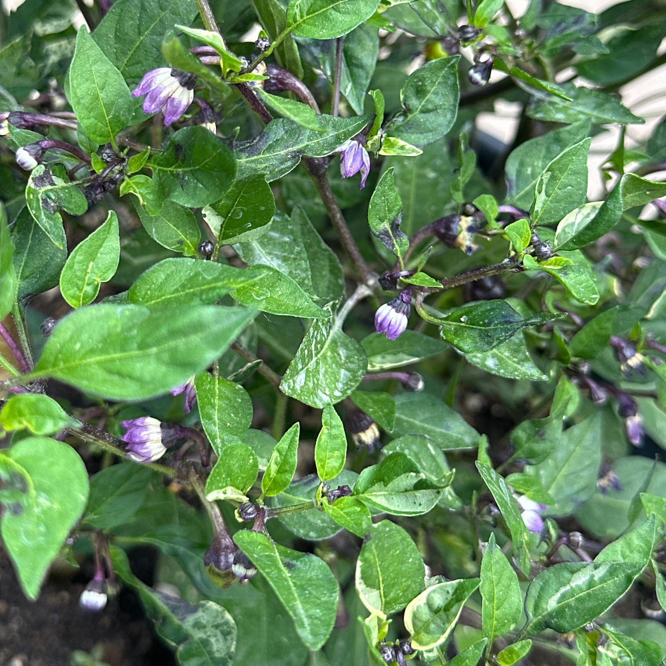 Variegated Filius Blue Pepper Seeds: Colorful Hot Peppers (20+ Seeds)