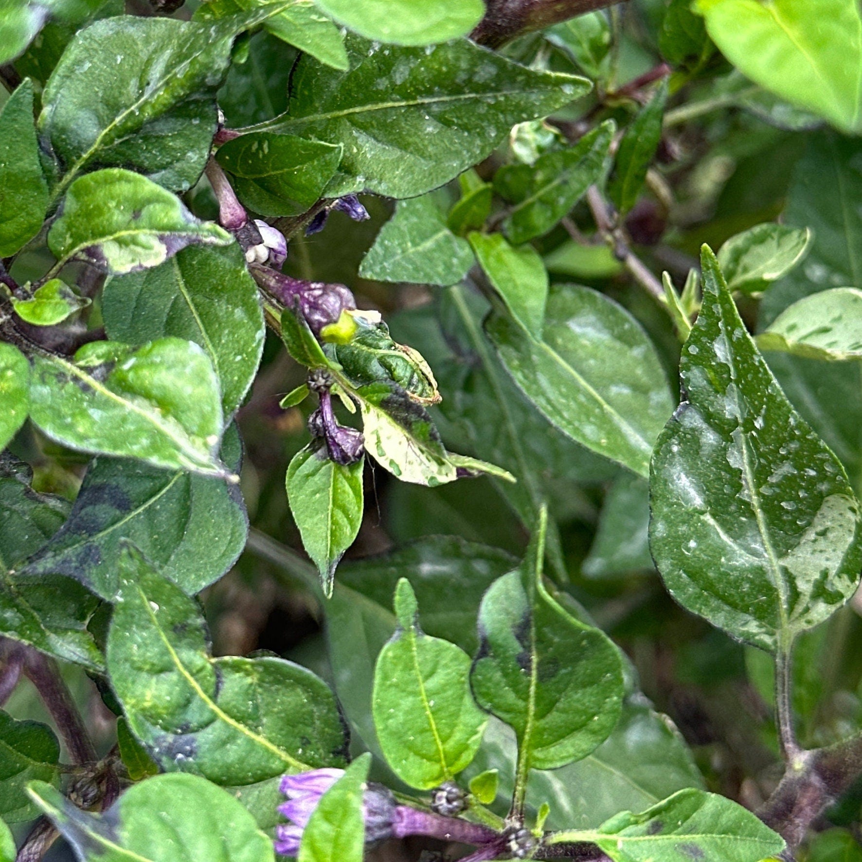 Variegated Filius Blue Pepper Seeds: Colorful Hot Peppers (20+ Seeds)