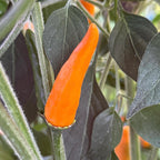 Jeracuaro Orange Pepper Seeds - 20+ Hot Pepper Seeds